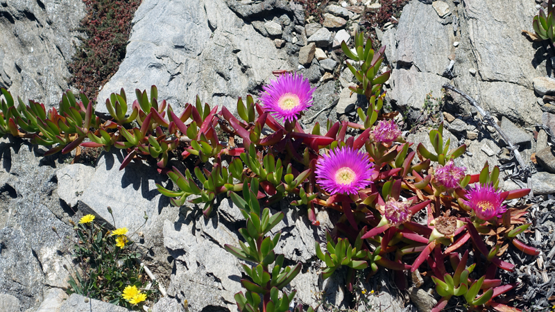 2016-04-29_113150 sardinien-2016.jpg - Rote Hottentottenfeige(Carpobrotus acinaciformis)